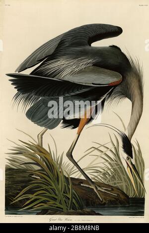 Plaque 211 Great Blue Heron, du folio Birds of America (1827–1839) de John James Audubon - image éditée de très haute résolution et de qualité Banque D'Images