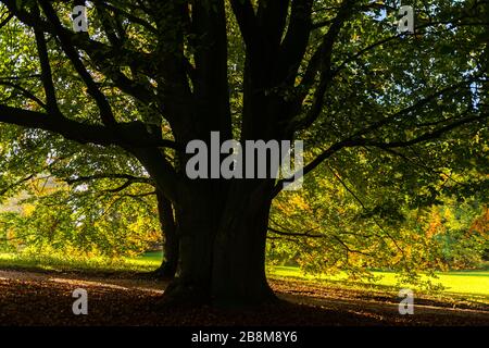 Feuillage d'automne dans le parc Forstbaumschule, Kiel, capitale du Schleswig-Holstein, Allemagne du Nord, Europe centrale Banque D'Images