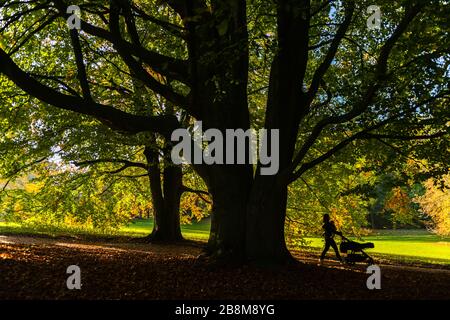 Feuillage d'automne dans le parc Forstbaumschule, Kiel, capitale du Schleswig-Holstein, Allemagne du Nord, Europe centrale Banque D'Images