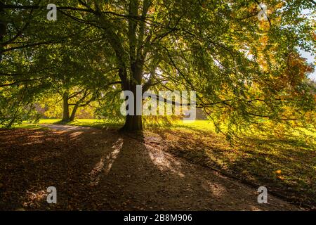 Feuillage d'automne dans le parc Forstbaumschule, Kiel, capitale du Schleswig-Holstein, Allemagne du Nord, Europe centrale Banque D'Images