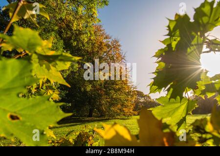 Feuillage d'automne dans le parc Forstbaumschule, Kiel, capitale du Schleswig-Holstein, Allemagne du Nord, Europe centrale Banque D'Images