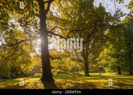 Feuillage d'automne dans le parc Forstbaumschule, Kiel, capitale du Schleswig-Holstein, Allemagne du Nord, Europe centrale Banque D'Images