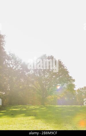 Feuillage d'automne dans le parc Forstbaumschule, Kiel, capitale du Schleswig-Holstein, Allemagne du Nord, Europe centrale Banque D'Images