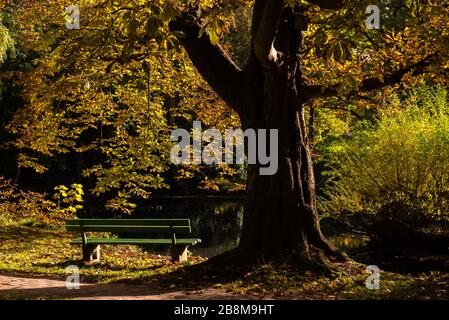 Feuillage d'automne dans le parc Forstbaumschule, Kiel, capitale du Schleswig-Holstein, Allemagne du Nord, Europe centrale Banque D'Images