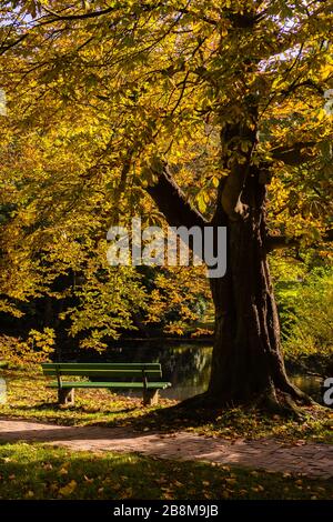 Feuillage d'automne dans le parc Forstbaumschule, Kiel, capitale du Schleswig-Holstein, Allemagne du Nord, Europe centrale Banque D'Images