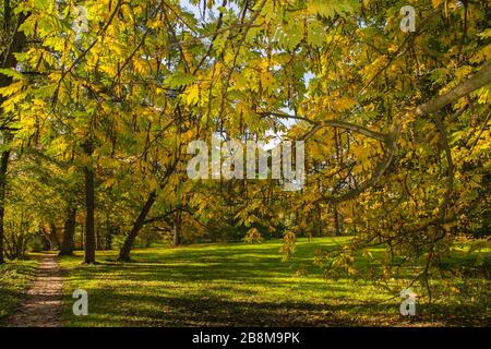 Feuillage d'automne dans le parc Forstbaumschule, Kiel, capitale du Schleswig-Holstein, Allemagne du Nord, Europe centrale Banque D'Images