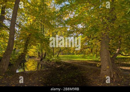 Feuillage d'automne dans le parc Forstbaumschule, Kiel, capitale du Schleswig-Holstein, Allemagne du Nord, Europe centrale Banque D'Images