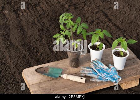 Sur une table en bois se trouvent trois jeunes plants de tomate et de poivre dans des tasses en plastique. À proximité se trouvent une pelle de jardin verte et des gants bleus. Partiellement flou Banque D'Images