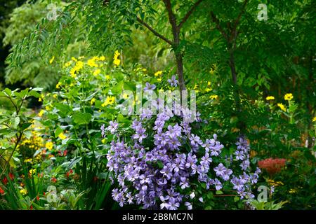 Clematis viticella Blue Angel,poussant sur le tronc de l'arbre,aralia,mixte bed.border,floraison,fleurs bleues,jardin,jardins,RM Floral Banque D'Images