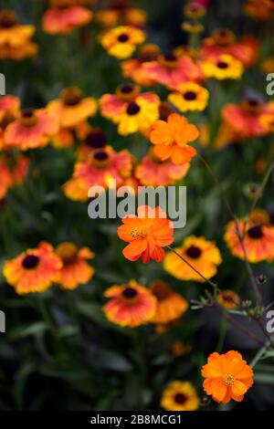 geum totalement mandarine,helenium moorheim beauté,orange,fleur,fleurs,floraison, jardin,jardins,RM Floral Banque D'Images