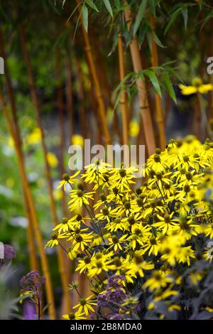 Rudbeckia laciniata Herbstsonne,Cutleaf coneflower,Yellow flower with green central cone,rudbeckias,phyllostachys vivax aureoculis, Golden Yellow Chi Banque D'Images