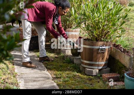 La jeune femme coupe de vieux feuilles. La femme a tendance aux pots de fleurs au printemps. Scène rurale dans le jardin de la maison avec chien noir en arrière-plan. Banque D'Images