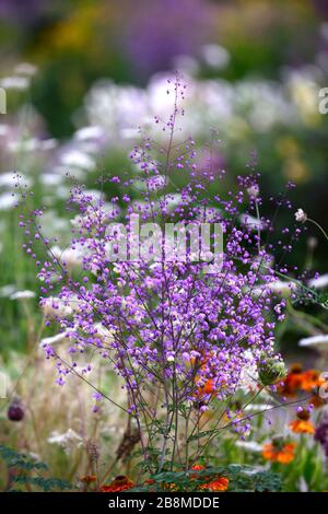 Thalictrum delavayi, rue des prés, fleurs pourpres lilas, fleur, floraison, vivaces, RM Floral Banque D'Images