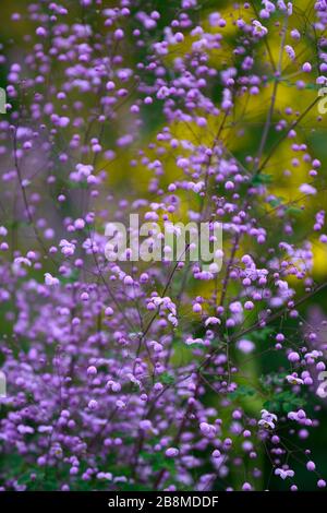 Thalictrum delavayi,prairie rue,violet,lilas,fleurs,fleurs,fleurs,non,ouvert,fleurs,florales,vivaces,jaune rudbeckia en arrière-plan,jaune Banque D'Images