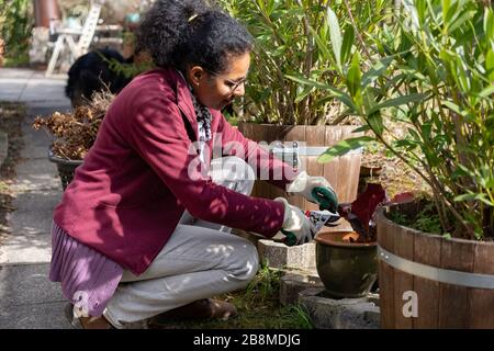 La jeune femme coupe de vieux feuilles. La femme a tendance aux pots de fleurs au printemps ou à l'automne. Scène rurale dans le jardin de la maison avec chien noir en arrière-plan. Banque D'Images