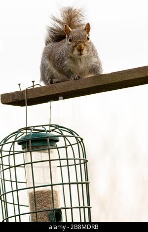 Écureuil gris assis au-dessus d'un oiseau infurieux Banque D'Images
