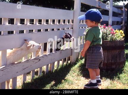 Image mignonne d'un jeune garçon avec de jeunes chèvres Banque D'Images