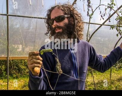 Agriculteur de la famille américaine avec hornworm Banque D'Images