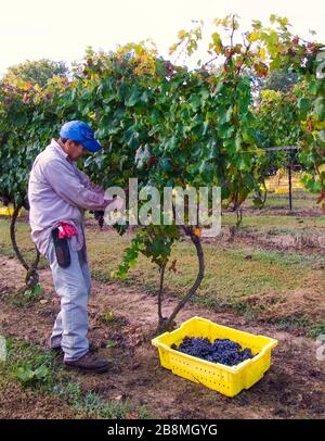 Cave de vinification, sélecteur de raisin Banque D'Images