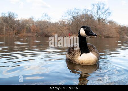 Bernache du Canada,branta canadensis, (single) nager dans le parc central NYC profil avant montrant la tête avec fond flou montrant des arbres et des nuages Banque D'Images