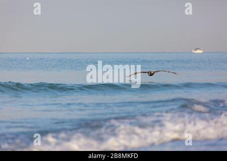 Une flys pélican juste au-dessus de l'eau du golfe du Mexique le long de la plage du Lido de chasse pour les petits poissons en début de matinée. Banque D'Images