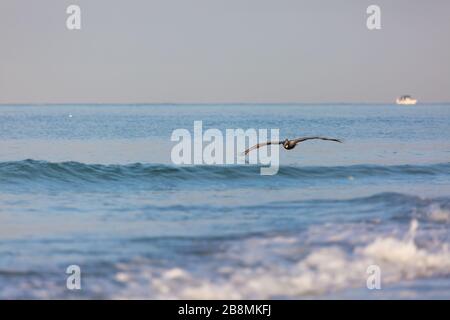 Une flys pélican juste au-dessus de l'eau du golfe du Mexique le long de la plage du Lido de chasse pour les petits poissons en début de matinée. Banque D'Images