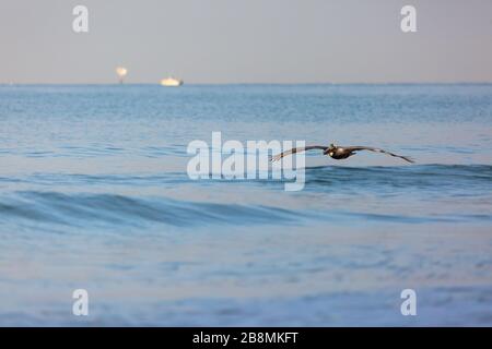 Une flys pélican juste au-dessus de l'eau du golfe du Mexique le long de la plage du Lido de chasse pour les petits poissons en début de matinée. Banque D'Images