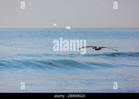 Une flys pélican juste au-dessus de l'eau du golfe du Mexique le long de la plage du Lido de chasse pour les petits poissons en début de matinée. Banque D'Images