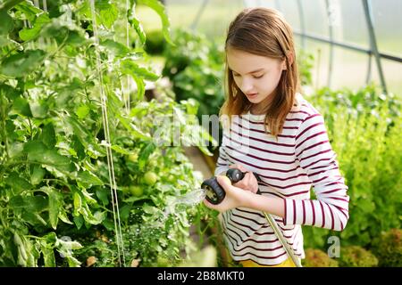 Adorable jeune fille arrosant des légumes de variuos dans une serre le jour ensoleillé d'été. Enfants aidant avec les corvées quotidiennes. Activité de jardinage pour les enfants. Banque D'Images