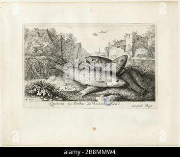 Diverses espèces de poissons d'eau douce, première partie, le nace (Robert-Dumesnil 461, Bartsch 47) Albert Flamen (1620-1674). Les Diversations de poissons d'eau douce. Première partie : la vandoise (Robert-Dumesnil 461, Bartsch 47). Eau-forte, XVIIème siècle. Musée des Beaux-Arts de la Ville de Paris, petit Palais. Banque D'Images