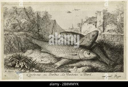 Diverses espèces de poissons d'eau douce, première partie, la Vandoise (Robert-Dumesnil 462, Bartsch 48) Albert Flamen (1620-1674). Les Diversations de poissons d'eau douce. Première partie : la Vandoise (Robert-Dumesnil 462, Bartsch 48). Eau-forte, XVIIème siècle. Musée des Beaux-Arts de la Ville de Paris, petit Palais. Banque D'Images