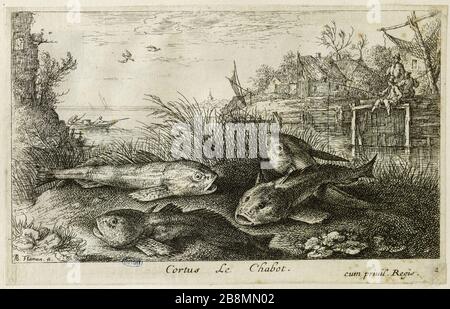 Diverses espèces de poissons d'eau douce, deuxième partie, tête de taureau (Robert-Dumesnil 464, Bartsch 50) Albert Flamen (1620-1674). Les Diversations de poissons d'eau douce. Seconde partie : le chabot (Robert-Dumesnil 464, Bartsch 50). Eau-forte, XVIIème siècle. Musée des Beaux-Arts de la Ville de Paris, petit Palais. Banque D'Images