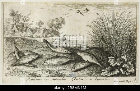 Divers espèces de Poissons d'eau douce, deuxième section, le spinarello (Robert-Dumesnil 467, Bartsch 53) Albert Flamen (1620-1674). Les Diversations de poissons d'eau douce. Seconde partie : l'Épinoche (Robert-Dumesnil 467, Bartsch 53). Eau-forte, XVIIème siècle. Musée des Beaux-Arts de la Ville de Paris, petit Palais. Banque D'Images