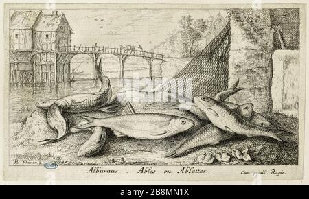 Divers espèces de Poissons d'eau douce, deuxième section, l'ablette (Robert-Dumesnil 473, Bartsch 59) Albert Flamen (1620-1674). Les Diversations de poissons d'eau douce. Seconde partie : l'ablette (Robert-Dumesnil 473, Bartsch 59). Eau-forte, XVIIème siècle. Musée des Beaux-Arts de la Ville de Paris, petit Palais. Banque D'Images