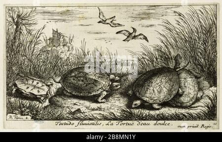 Diverses espèces de poissons d'eau douce, deuxième partie, tortue (Robert-Dumesnil 472, Bartsch 58) Albert Flamen (1620-1674). Les Diversations de poissons d'eau douce. Seconde partie : la tortue (Robert-Dumesnil 472, Bartsch 58). Eau-forte, XVIIème siècle. Musée des Beaux-Arts de la Ville de Paris, petit Palais. Banque D'Images