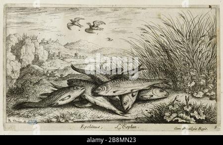 Divers espèces de Poissons d'eau douce, deuxième section, l'Eperlan (Robert-Dumesnil 471, Bartsch 57) Albert Flamen (1620-1674). Les Diversations de poissons d'eau douce. Seconde partie : l'Éperlan (Robert-Dumesnil 471, Bartsch 57). Eau-forte, XVIIème siècle. Musée des Beaux-Arts de la Ville de Paris, petit Palais. Banque D'Images