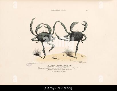 Danse fantastique Henry Bonaventure Monnier (1805-1877). Caricature de pression. « anse fantastique ». Plan parue dans 'la caricature' du 25 novembre 1830. Lithographie. Paris, Maison de Balzac. Banque D'Images