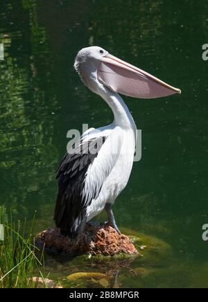 Pelican (Pelecanus conspicillatus australienne) Banque D'Images