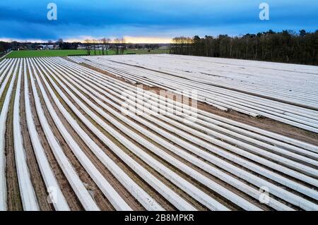 Champs d'asperges - les mesures de protection contre le virus corona rendent difficile pour les agriculteurs d'obtenir des travailleurs de la récolte étrangers. Fuhrberg, 21 mars 2020 | utilisation dans le monde entier Banque D'Images