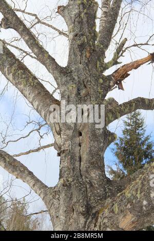 Vieux gros bouleau maladroit dans la forêt d'hiver contre le ciel. Banque D'Images