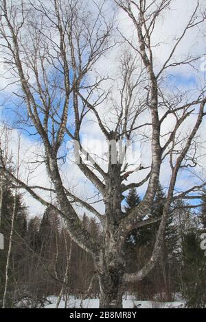 Vieux gros bouleau maladroit dans la forêt d'hiver contre le ciel. Banque D'Images