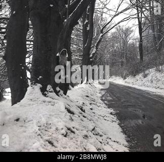 1960, historique, un homme vêtu de Noël père se cachant derrière.un arbre à côté d'une route dans une forêt enneigée vide, Angleterre, Royaume-Uni. Banque D'Images