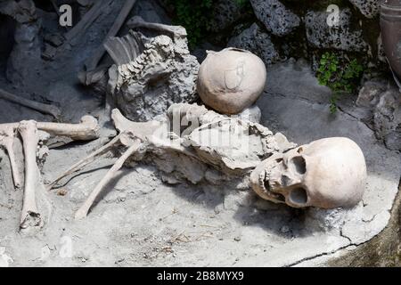 Restes squelettiques des victimes de l'éruption du Vésuve AD 79, Herculaneum, Campanie, Italie. Banque D'Images