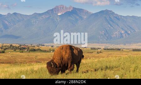 Le bisons qui broutage avec le Swan Range au Montana augmente majestueusement en arrière-plan Banque D'Images