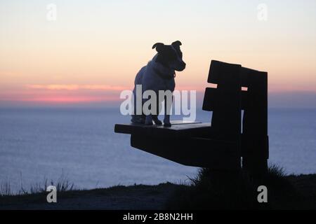 Aberystwyth, Pays de Galles, Royaume-Uni. 22 mars 2020. UK Météo coucher de soleil à Aberystwyth une silhouette d'un chien Jack Russell crédit: mike davies/Alay Live News Banque D'Images