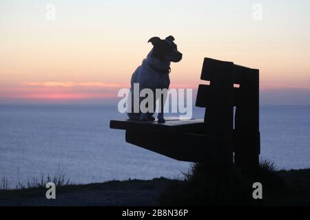 Aberystwyth, Pays de Galles, Royaume-Uni. 22 mars 2020. UK Météo coucher de soleil à Aberystwyth une silhouette d'un chien Jack Russell crédit: mike davies/Alay Live News Banque D'Images