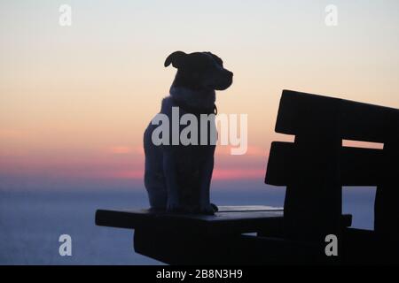 Aberystwyth, Pays de Galles, Royaume-Uni. 22 mars 2020. UK Météo coucher de soleil à Aberystwyth une silhouette d'un chien Jack Russell crédit: mike davies/Alay Live News Banque D'Images