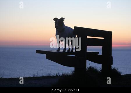 Aberystwyth, Pays de Galles, Royaume-Uni. 22 mars 2020. UK Météo coucher de soleil à Aberystwyth une silhouette d'un chien Jack Russell crédit: mike davies/Alay Live News Banque D'Images