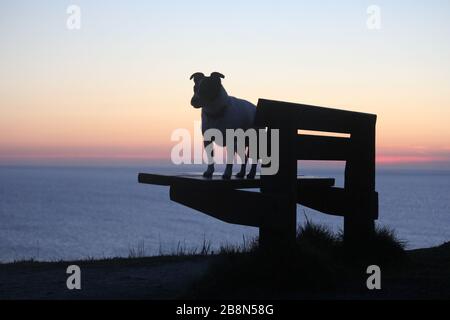 Aberystwyth, Pays de Galles, Royaume-Uni. 22 mars 2020. UK Météo coucher de soleil à Aberystwyth une silhouette d'un chien Jack Russell crédit: mike davies/Alay Live News Banque D'Images