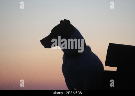 Aberystwyth, Pays de Galles, Royaume-Uni. 22 mars 2020. UK Météo coucher de soleil à Aberystwyth une silhouette d'un chien Jack Russell crédit: mike davies/Alay Live News Banque D'Images